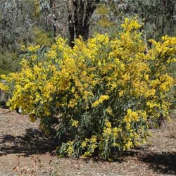 Acacia vestita