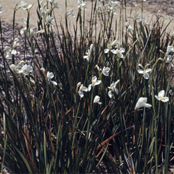 Diplarrena moraea