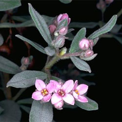 Zieria cytisoides