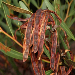 Acacia beckleri