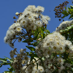 Angophora hispida