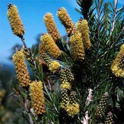 Callistemon pityoides