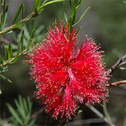 photo of Melaleuca fulgens