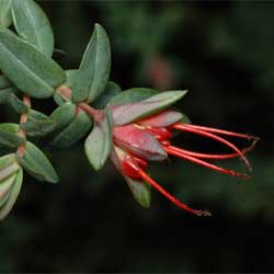 Darwinia citriodora