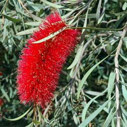 Callistemon phoeniceus