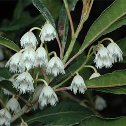 Elaeocarpus reticulatus