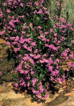 Photo of Scaevola aemula