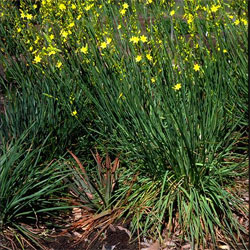 Bulbine bulbosa