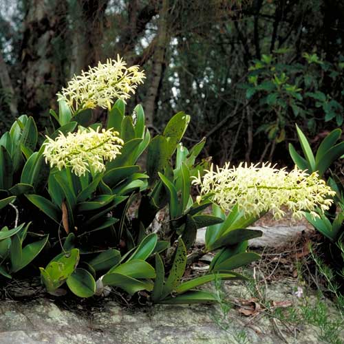 photo: Thelychiton speciosum