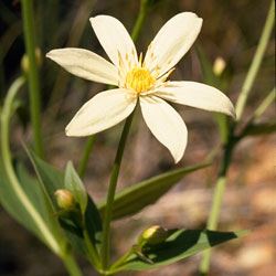 Clematis gentianoides