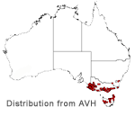 Goodenia humilis distribution