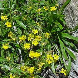 Goodenia humilis