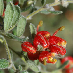 Grevillea alpina