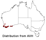 Isopogon formosus distribution