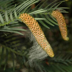 Wollemia nobilis