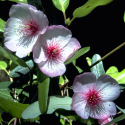 Eucryphia lucida 'Ballerina' (X 161) click to enlarge