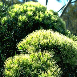 Hakea corymbosa