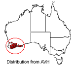 Hakea corymbosa distribution