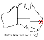 Micromyrtus grandis distribution