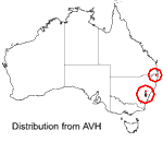 Persoonia chamaepitys distribution