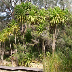 Cordyline obtecta