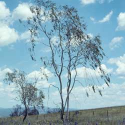 Eucalyptus lacrimans