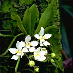 Sarcochilus falcatus