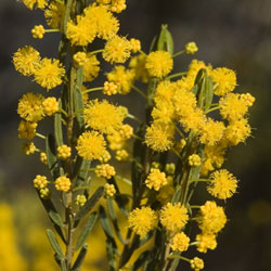 Acacia lineata