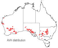 Bossiaea walkeri distribution