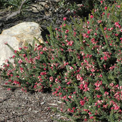 Grevillea lanigera