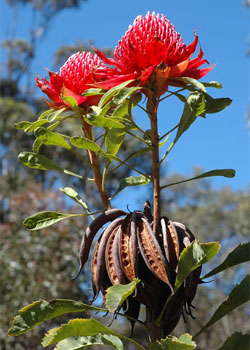 Telopea speciosissima