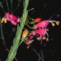 Eremophila racemosa