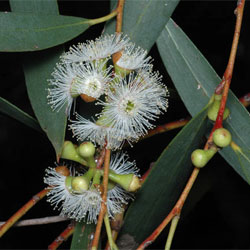 Eucalyptus gregsoniana