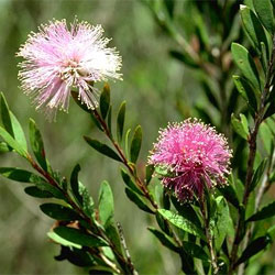 Melaleuca nesophila