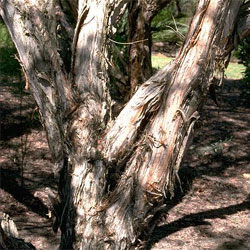 Melaleuca nesophila