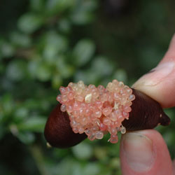 Photograph of Citrus australasica fruit