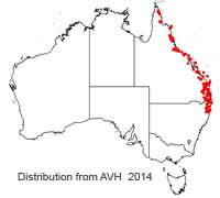 Araucaria cunninghamii distribution