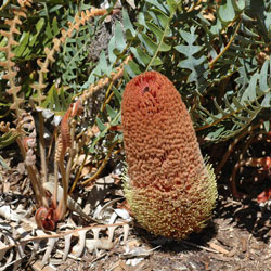 Banksia blechnifolia