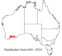 Banksia blechnifolia distribution