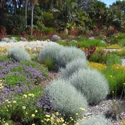 Leucophyta brownii growth habit