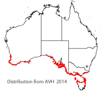 Leucophyta brownii distribution map