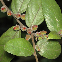 Ficus coronata APII dig 16935