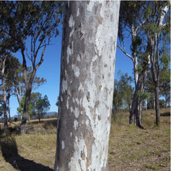 Corymbia citriodora APII dig 23086