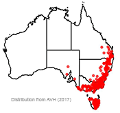 Arthropodium milleflorum distribution