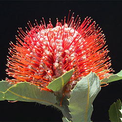 Banksia coccinea APII DIG 46467