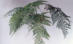 Dryopteris wattsii