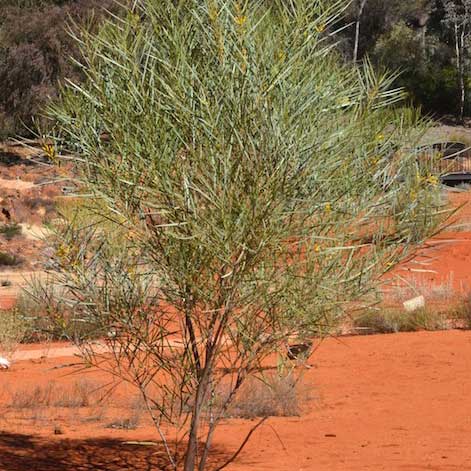 Acacia ammobia APII dig 32650