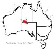 Acacia ammobia distribution