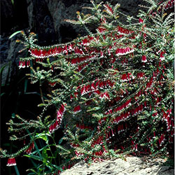 Epacris longiflora APII a 5458