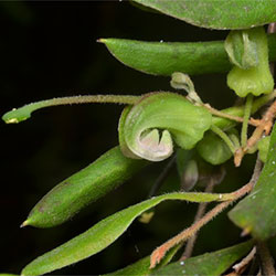 Grevillea guthrieana APII dig 32720